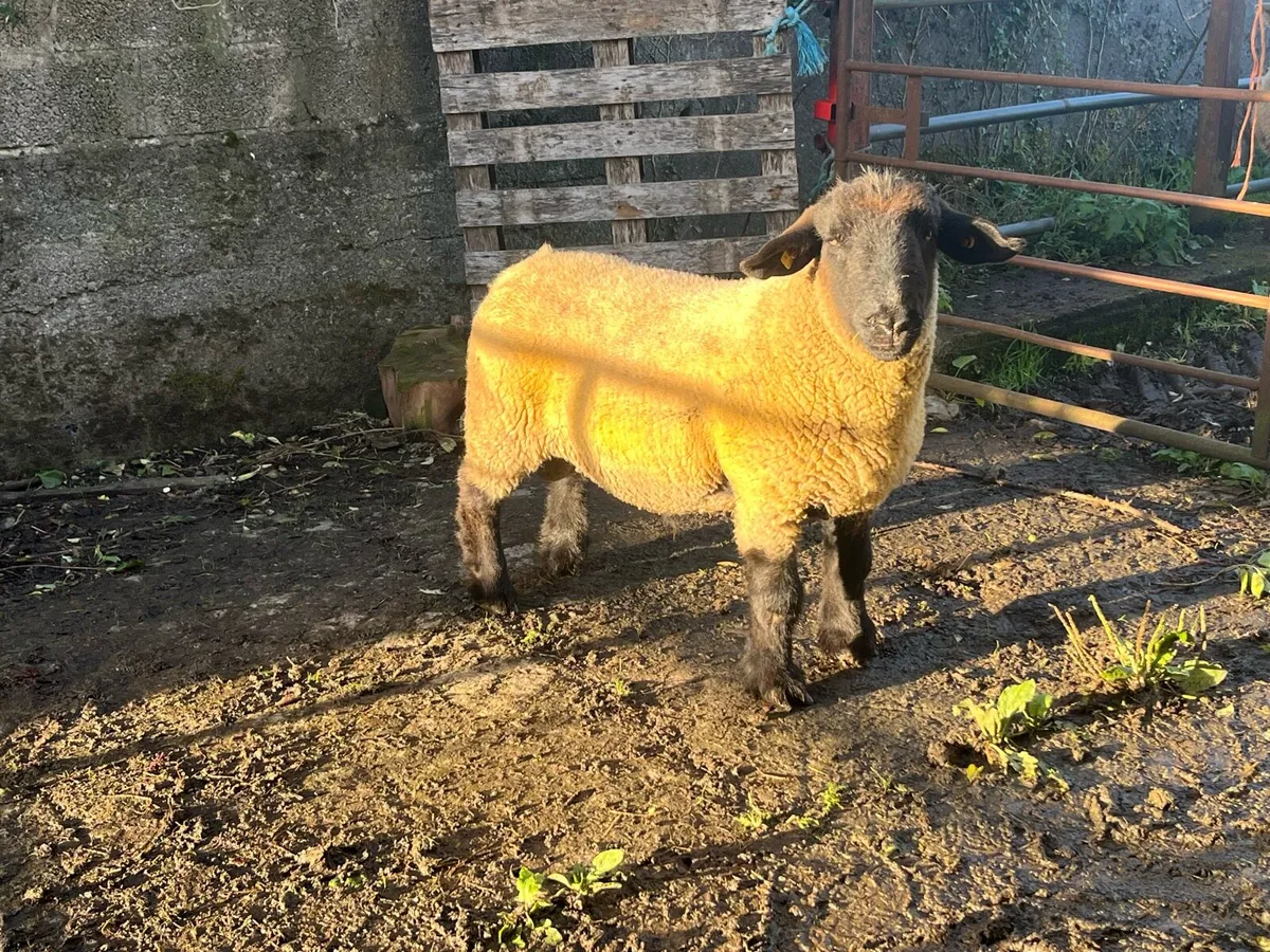 Suffolk Hogget ram - Image 2