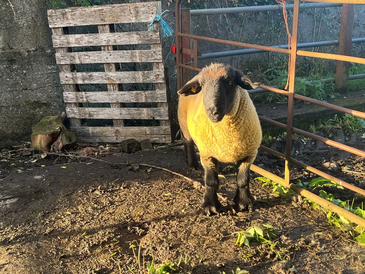 Suffolk Hogget ram - Image 3