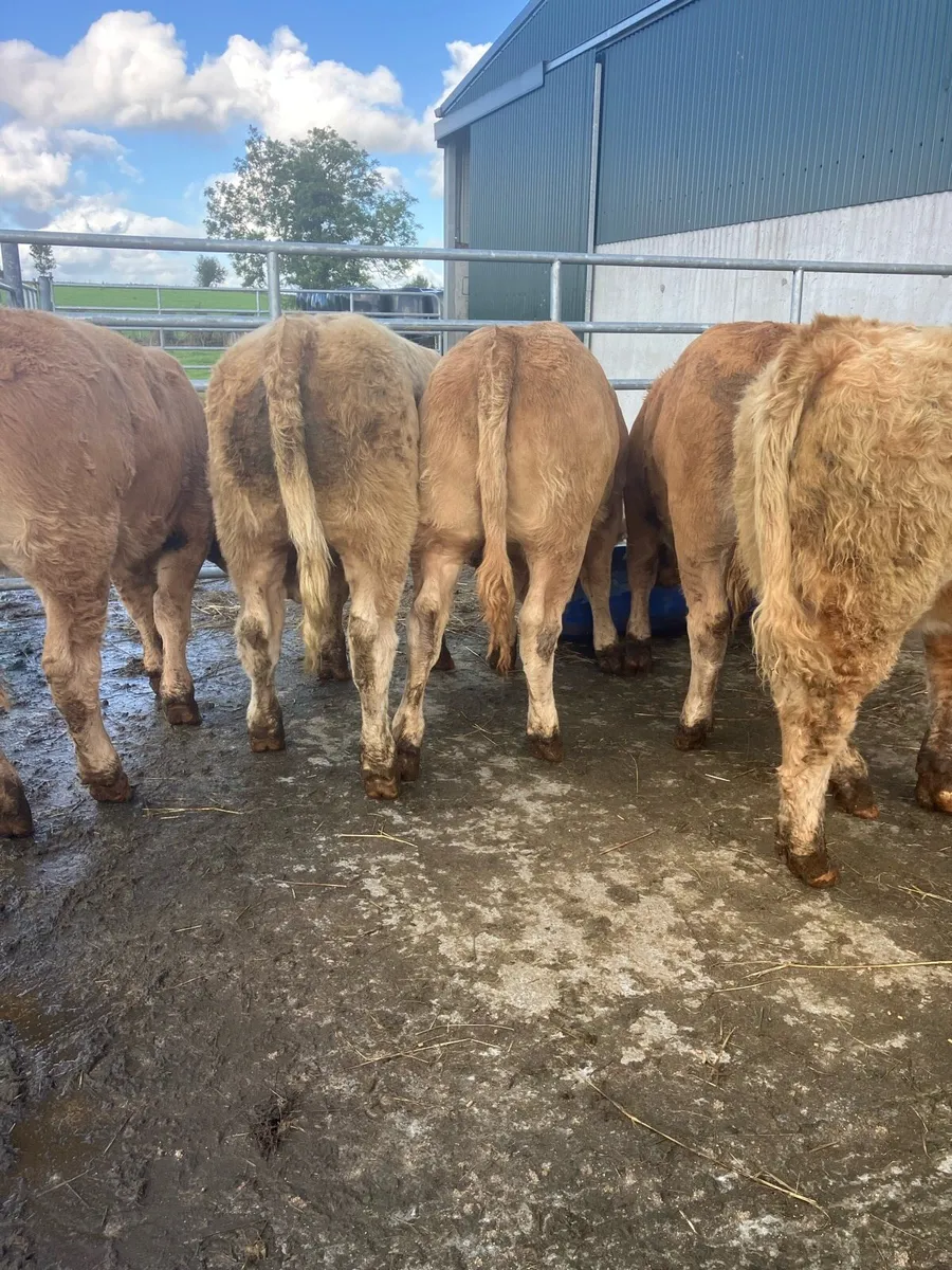 🌟 Heifer weanlings 🌟 - Image 2