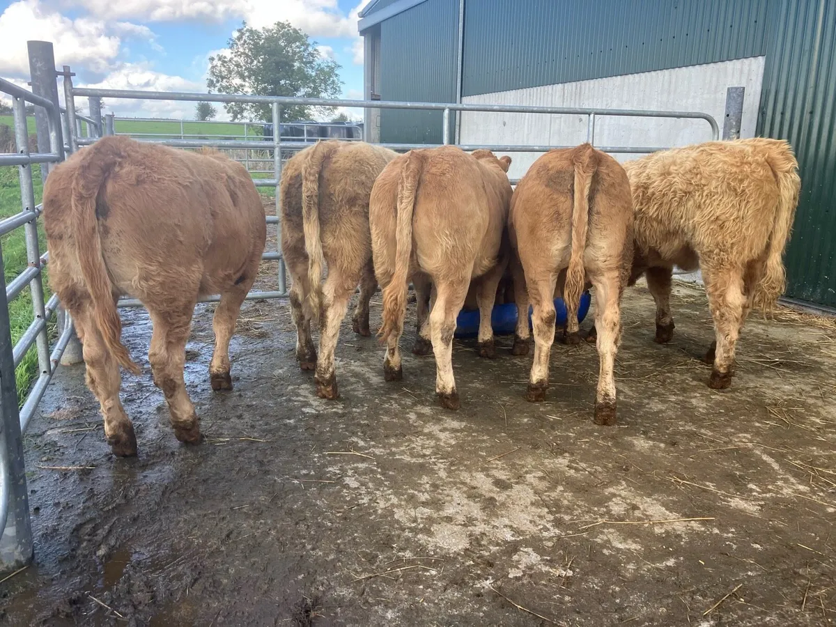 🌟 Heifer weanlings 🌟 - Image 3