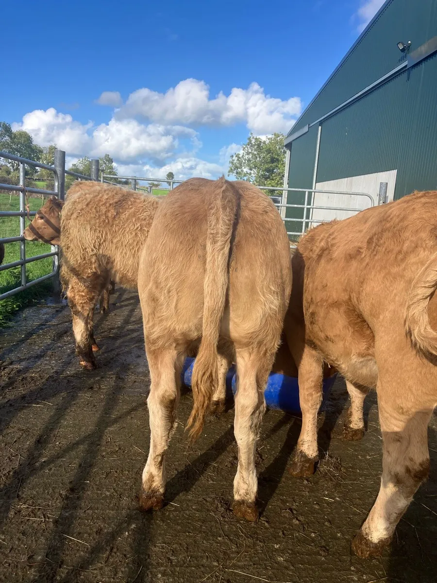 🌟 Heifer weanlings 🌟 - Image 4