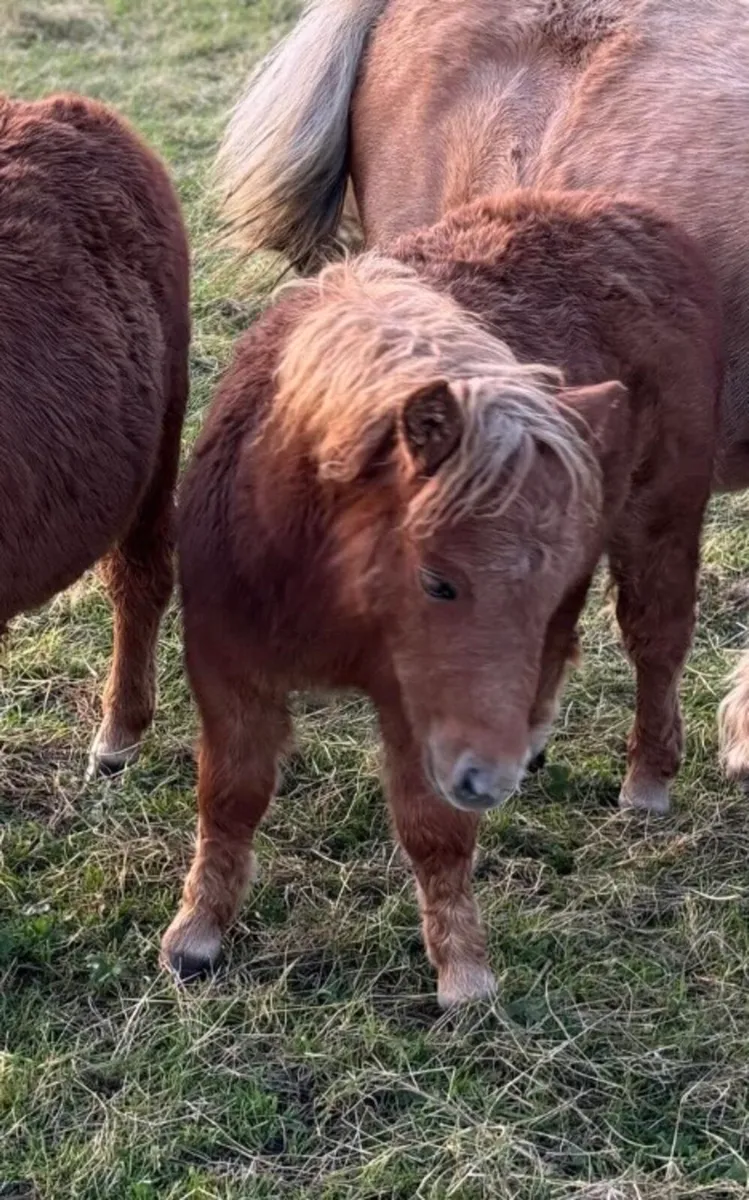 Miniature foal - Image 3