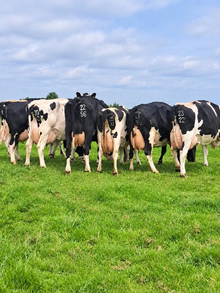 7 Incalf Friesian Cows - Image 1