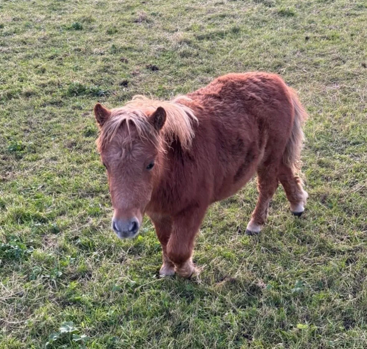 Miniature foal - Image 4