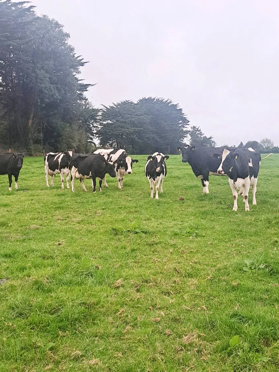 7 Incalf Friesian Cows - Image 2