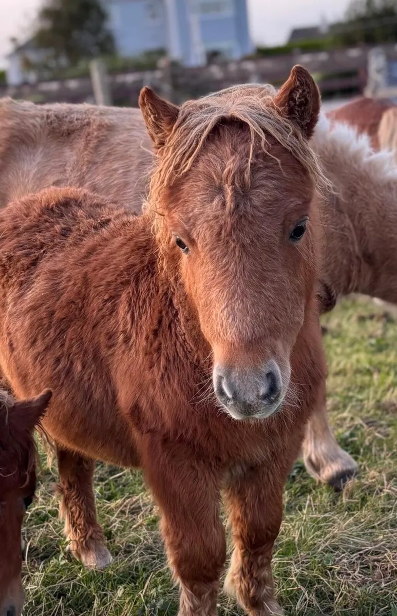 Miniature foal - Image 1