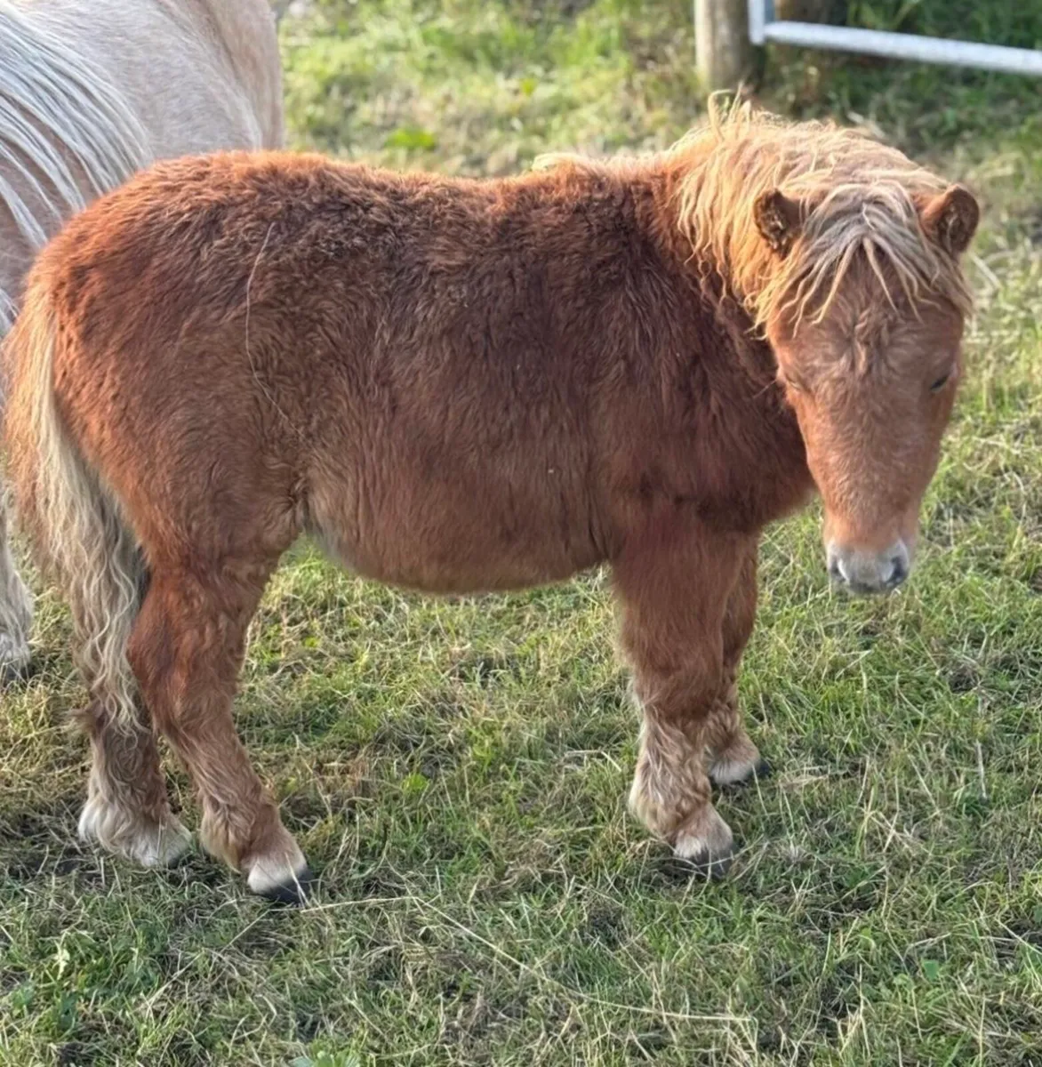 Miniature foal - Image 2