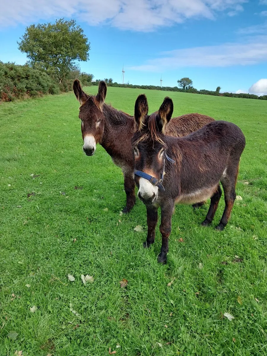 Donkeys