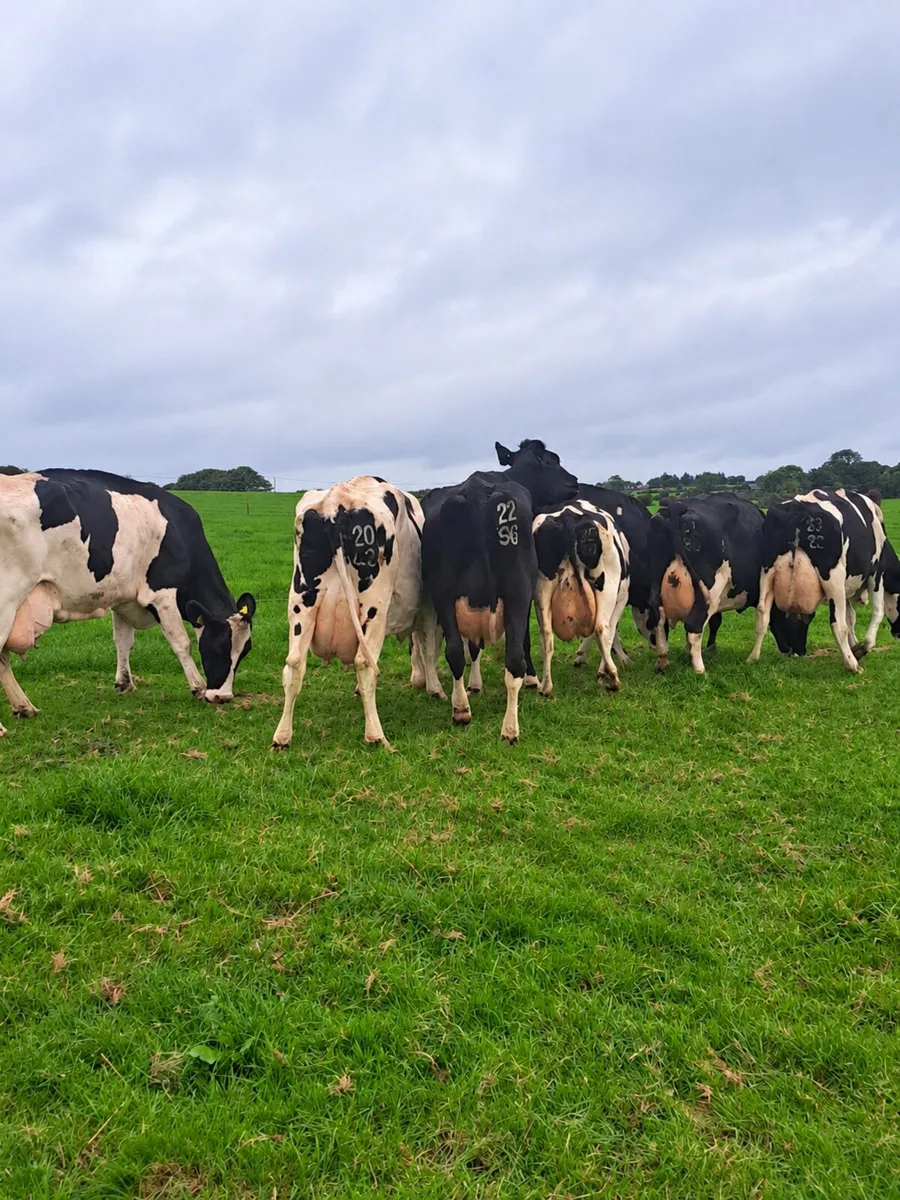 7 Incalf Friesian Cows - Image 3