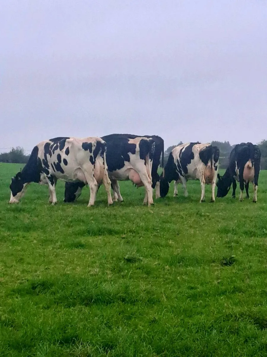 7 Incalf Friesian Cows - Image 4