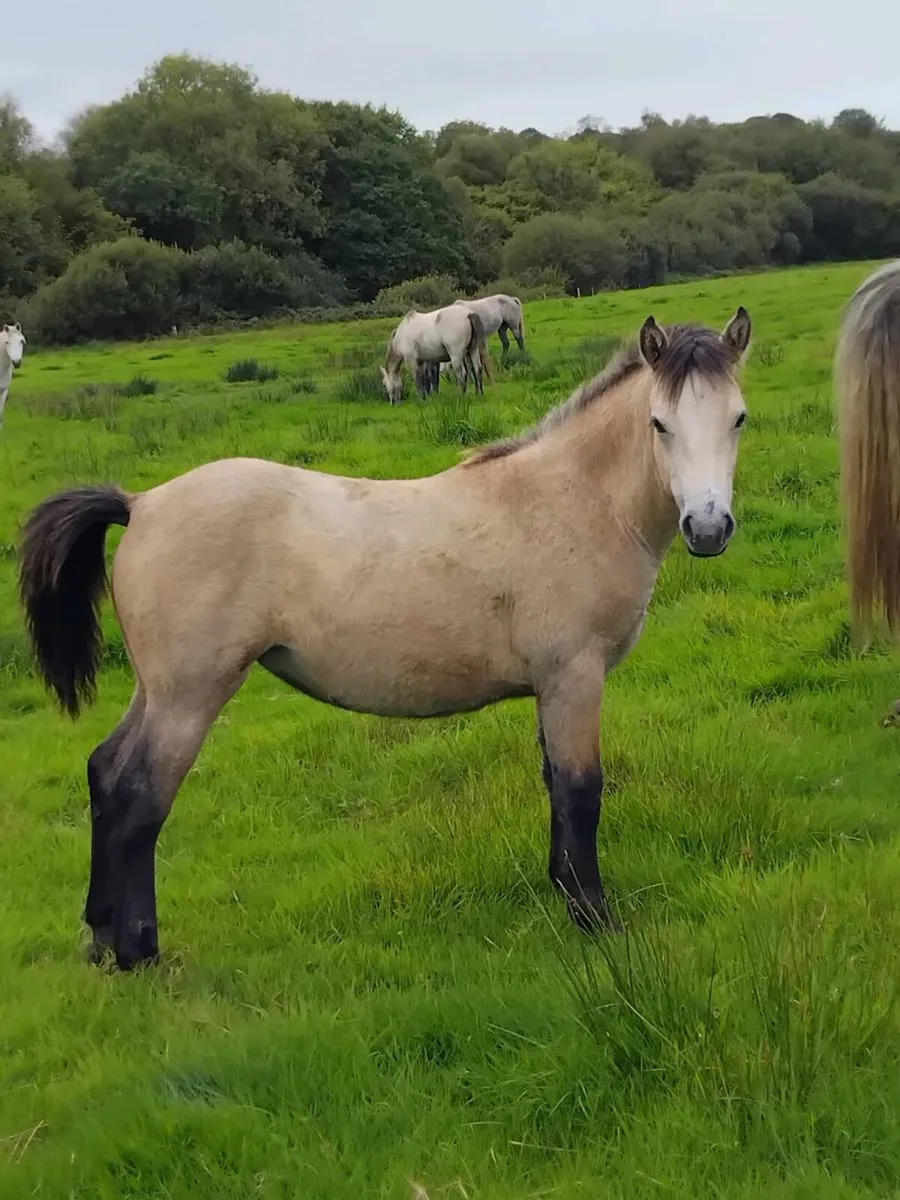 Connemara foals - Image 1