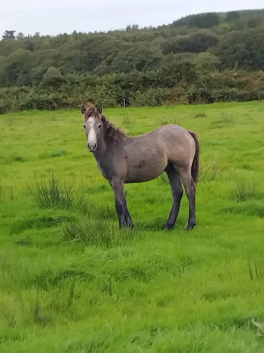 Connemara foals - Image 2