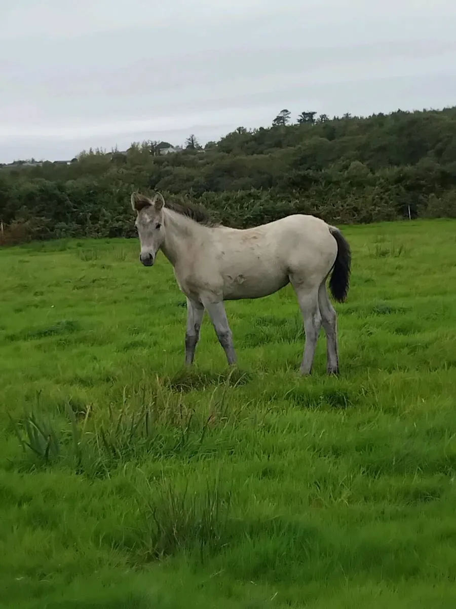 Connemara foals - Image 3
