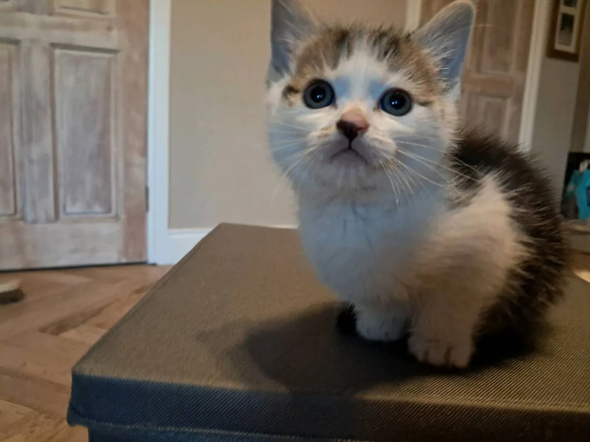KITTENS FOR SALE - Image 3