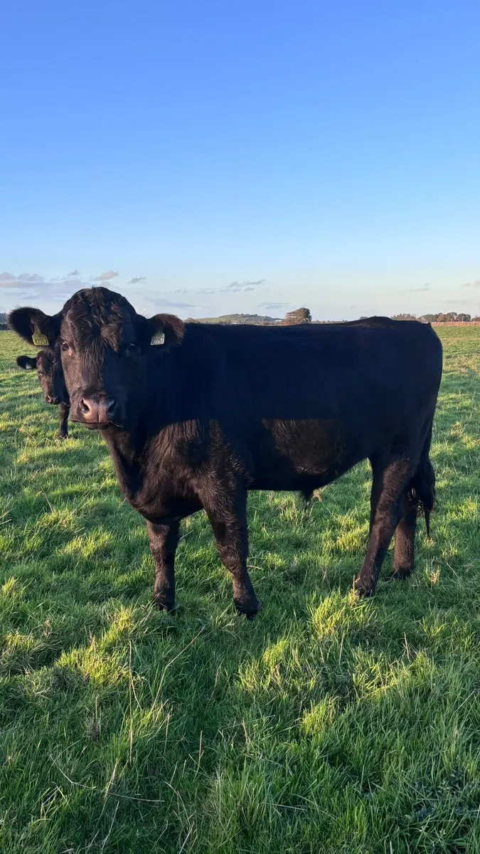AA store bullocks - Image 1