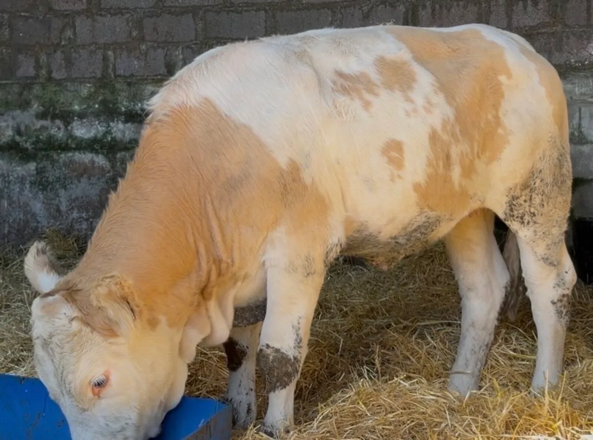 Smashing breeding heifer - Image 1