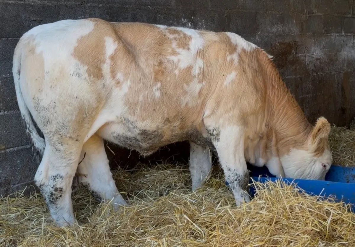 Smashing breeding heifer - Image 4