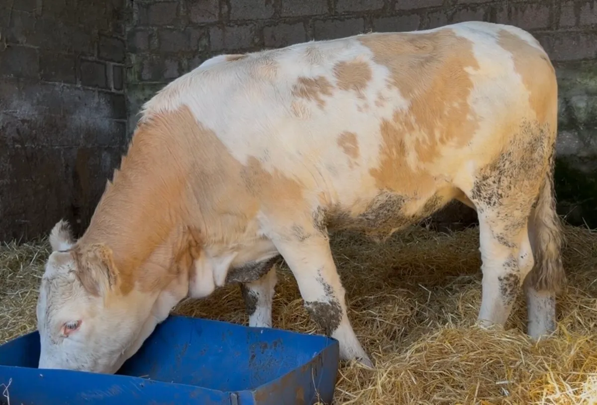 Smashing breeding heifer - Image 2