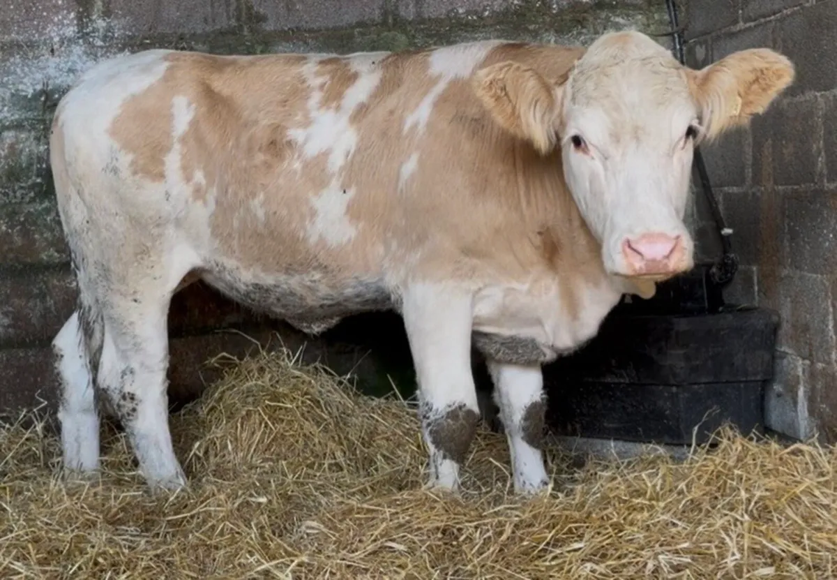 Smashing breeding heifer - Image 3