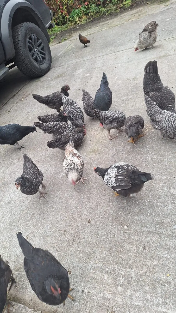 Pullets For Sale - Image 1