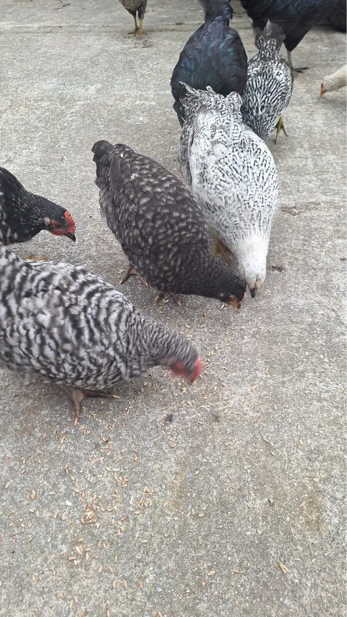 Pullets For Sale - Image 2