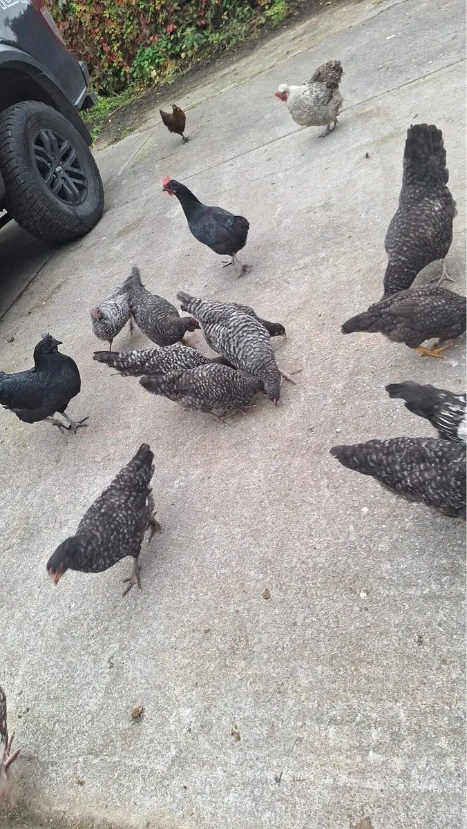 Pullets For Sale - Image 3