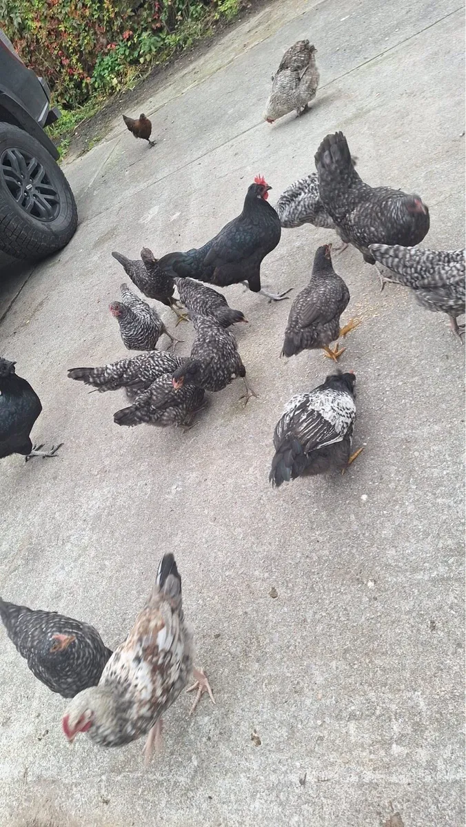 Pullets For Sale - Image 4