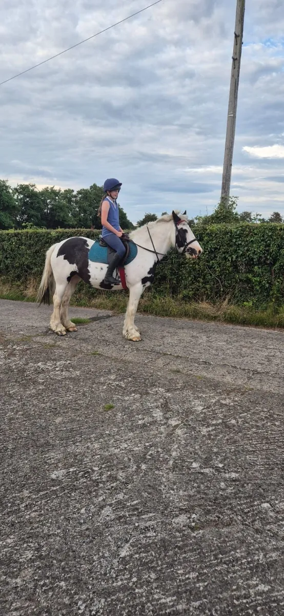 Bombproof 14.2 mare cob
