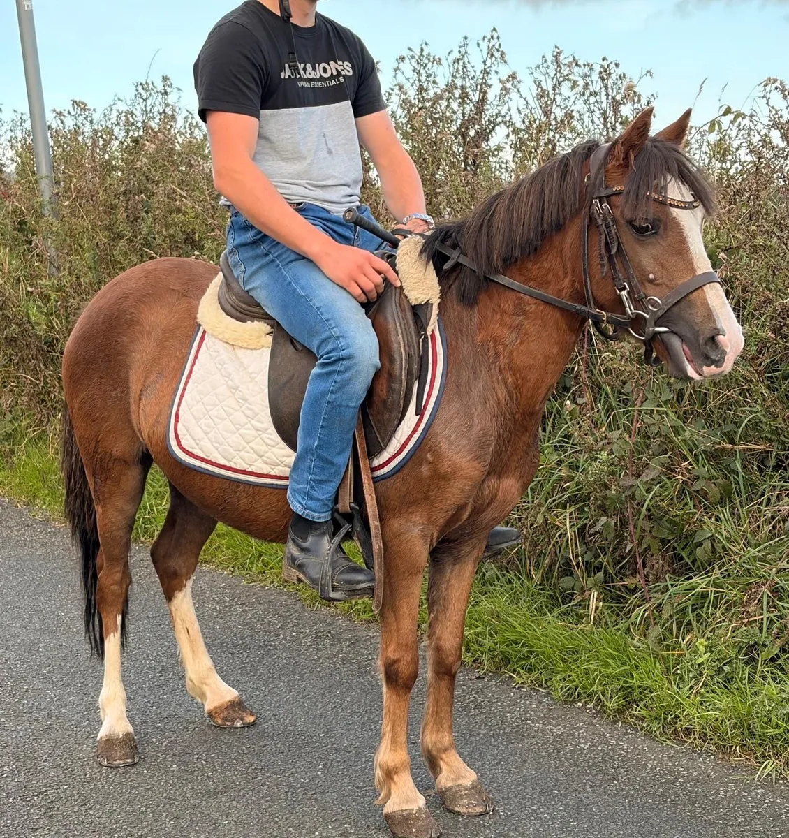 Pretty 12hh pony ⭐️ - Image 1