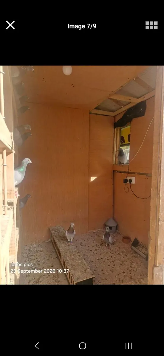Pigeon loft - Image 3