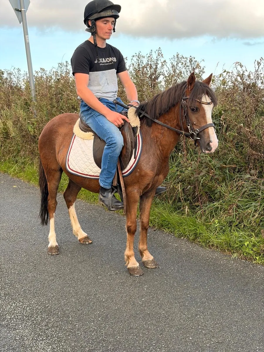 Pretty 12hh pony ⭐️ - Image 2