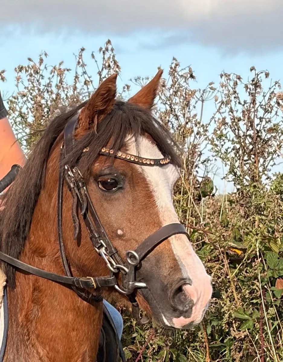 Pretty 12hh pony ⭐️ - Image 3