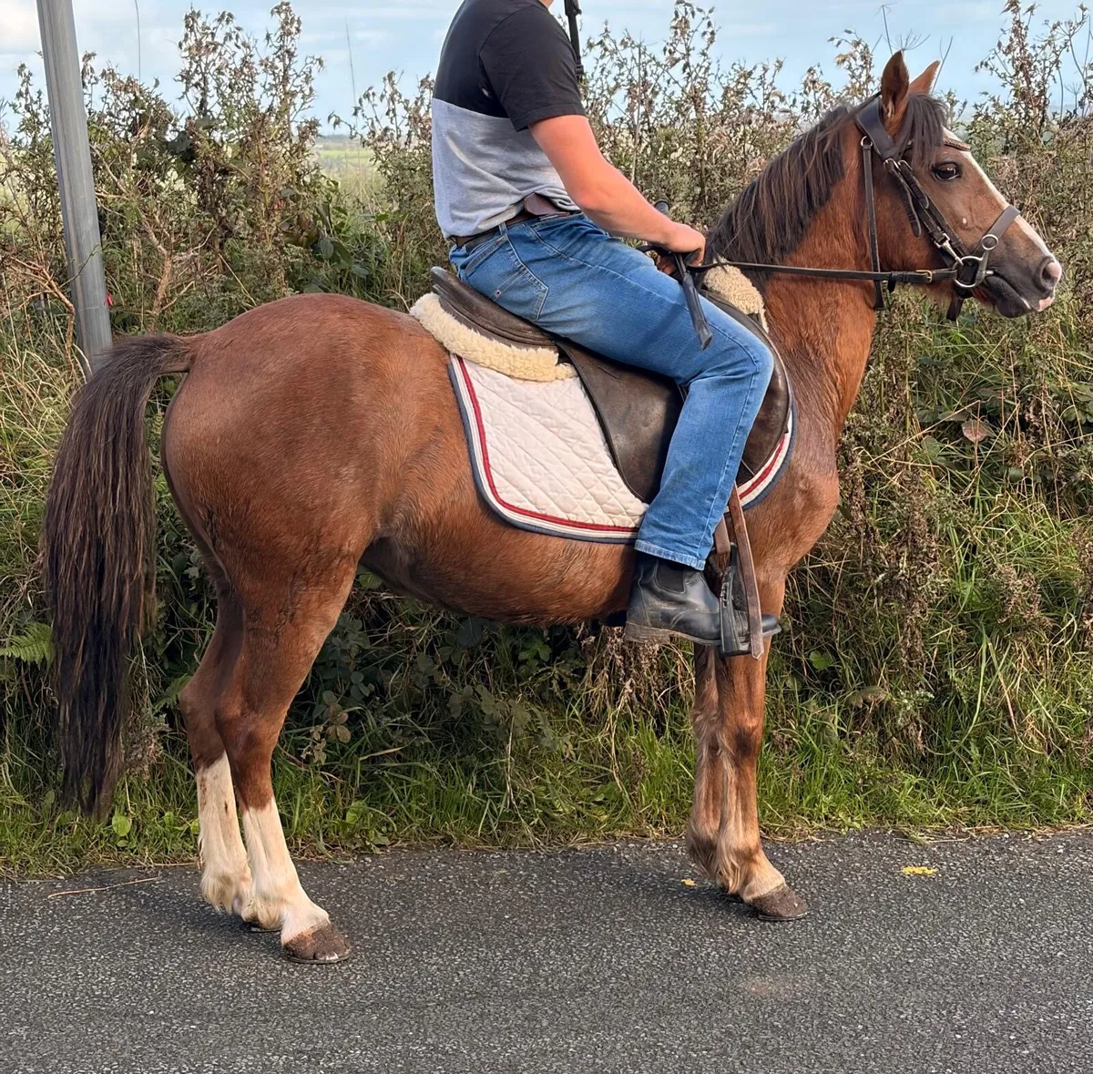 Pretty 12hh pony ⭐️ - Image 4
