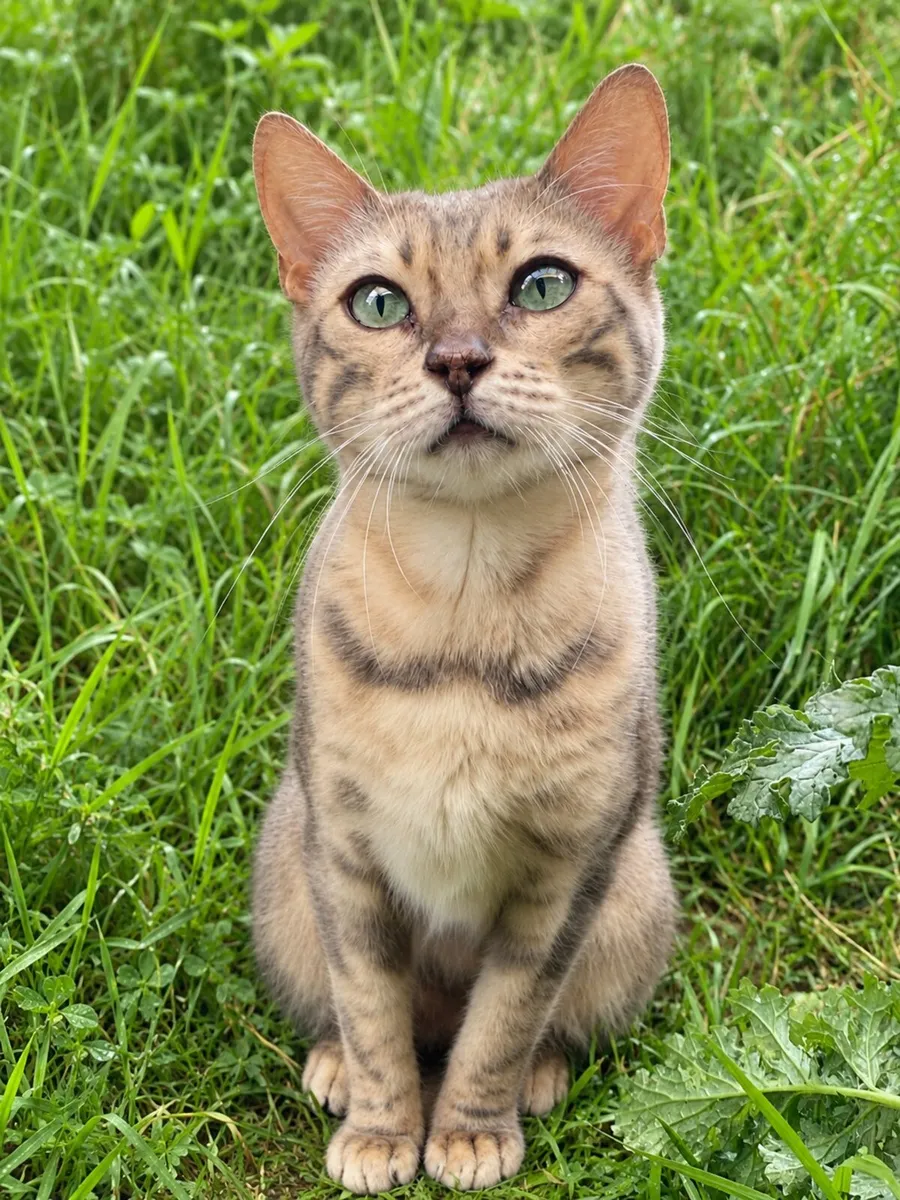Bengals - Image 2