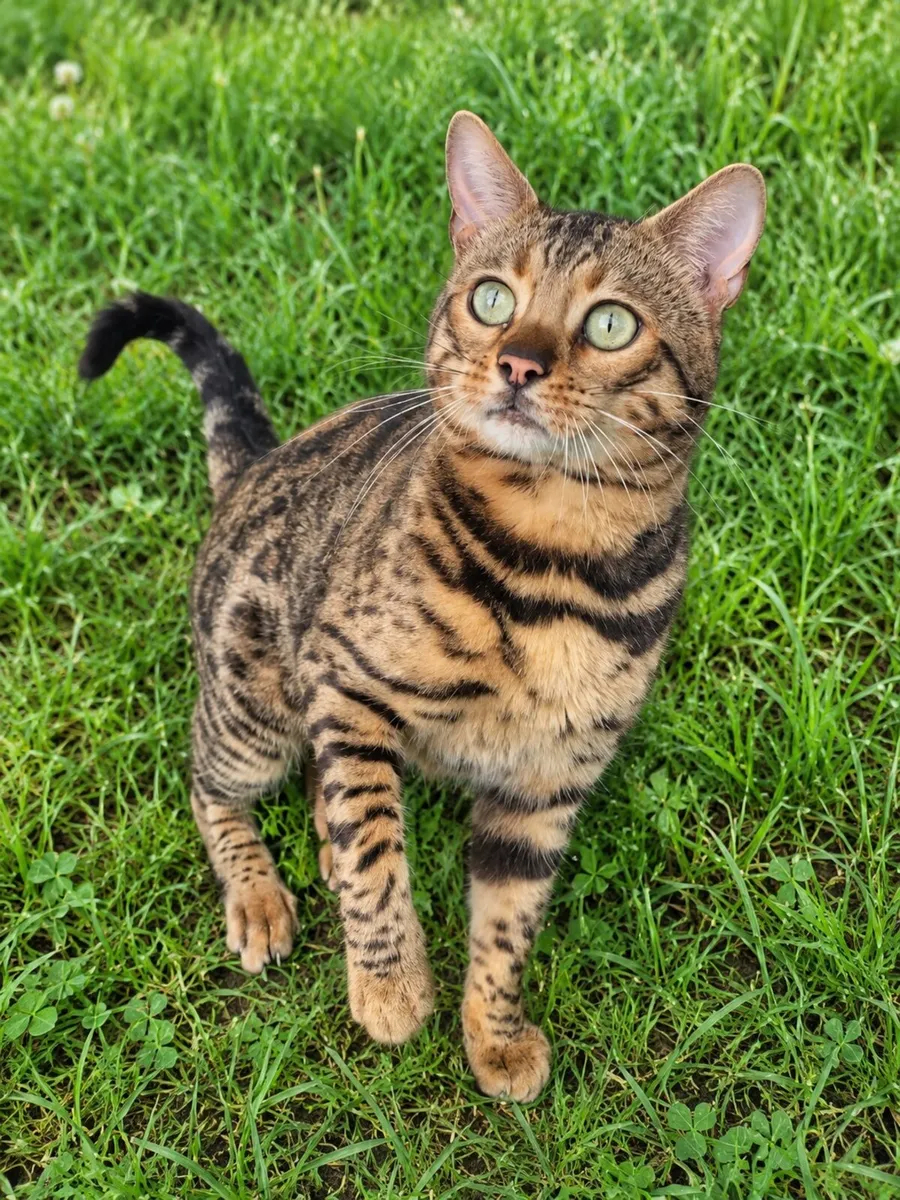 Bengals - Image 3