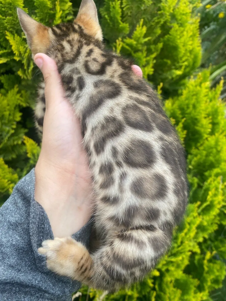 Bengals - Image 1