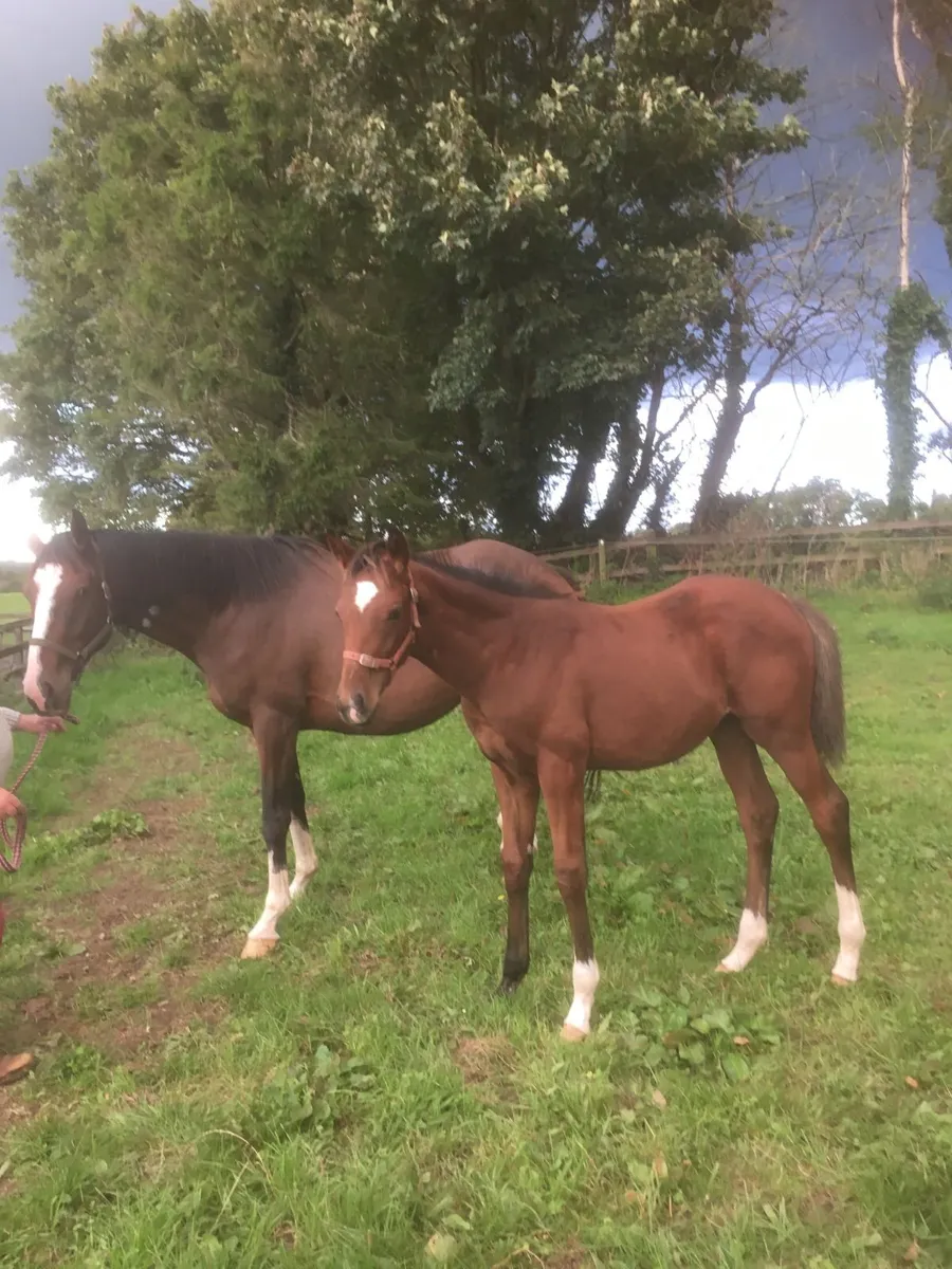 Tb Mare & foal - Image 1
