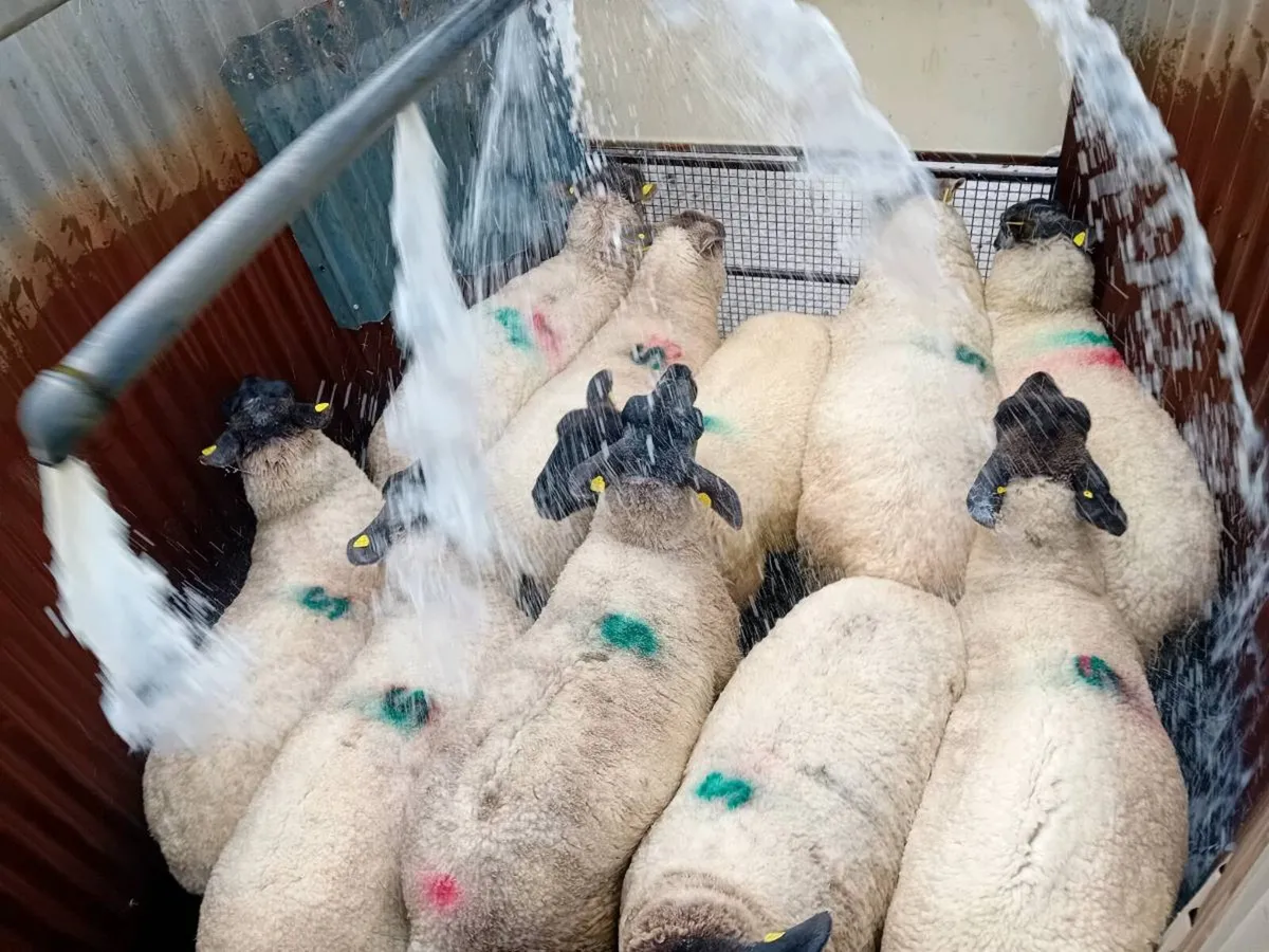 Mobile sheep dipping - Image 3