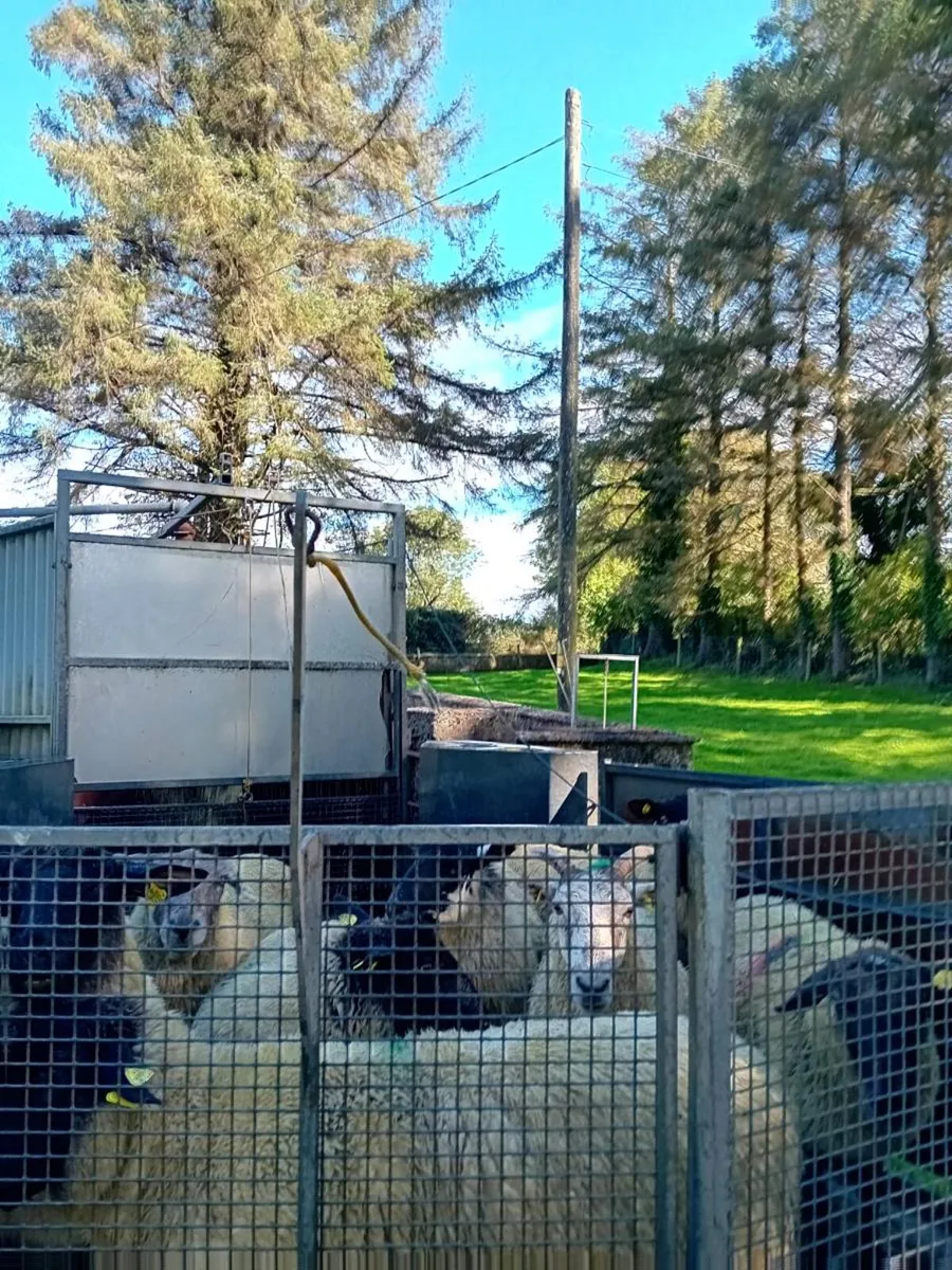 Mobile sheep dipping - Image 4