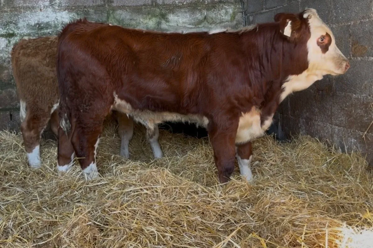 2 quality ai bread bull wealings - Image 1