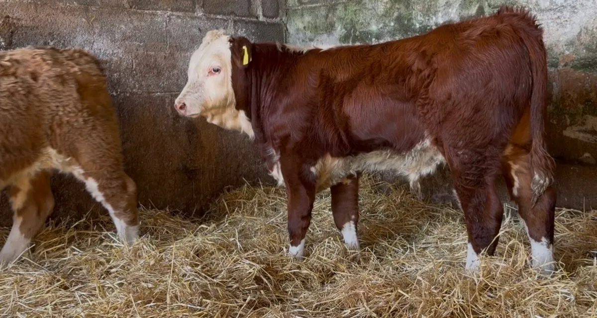 2 quality ai bread bull wealings - Image 2
