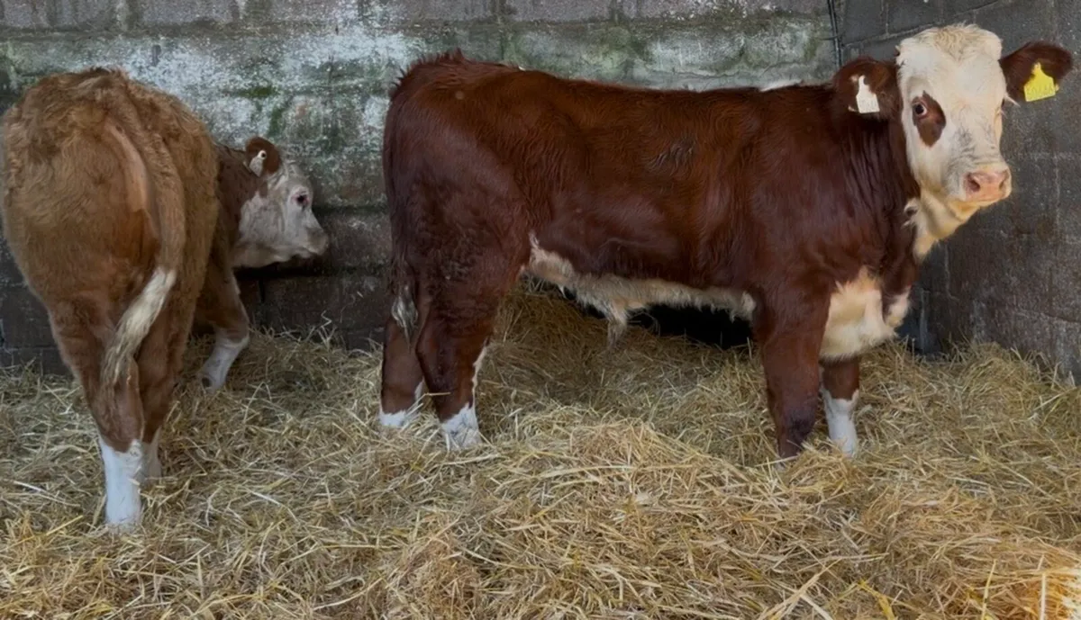 2 quality ai bread bull wealings - Image 3