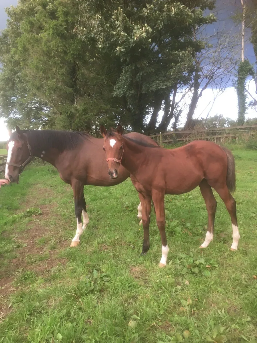 Tb Mare & foal - Image 2