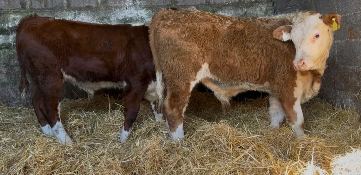 2 quality ai bread bull wealings - Image 4