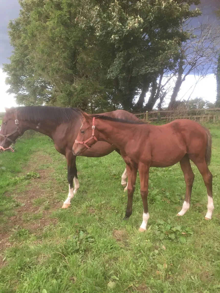 Tb Mare & foal - Image 4