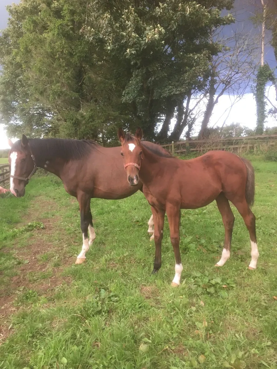 Tb Mare & foal - Image 3