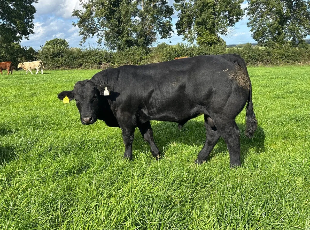 Suckler weanling bulls - Image 2