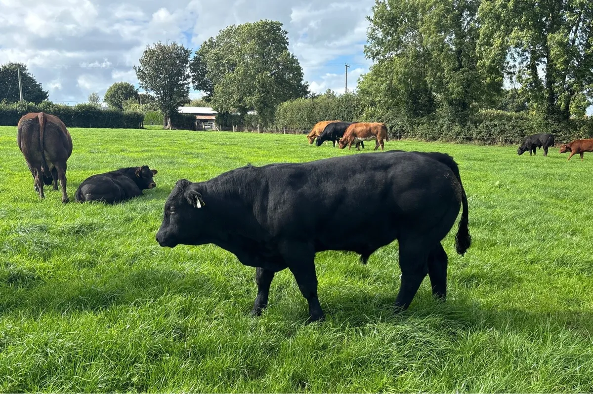 Suckler weanling bulls - Image 3