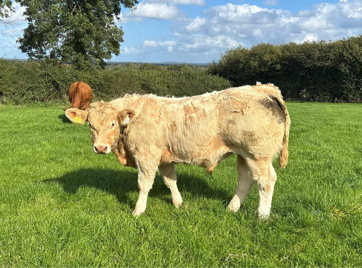 Suckler weanling bulls - Image 4