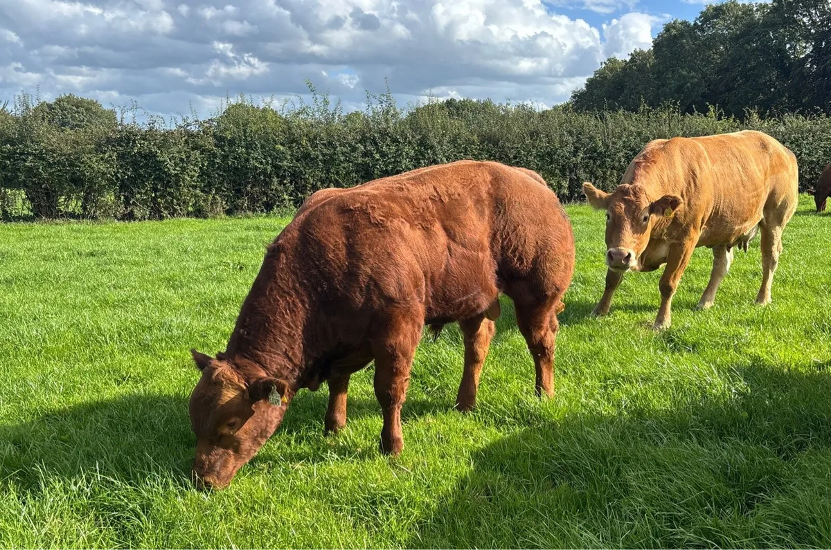 Suckler weanling bulls - Image 1
